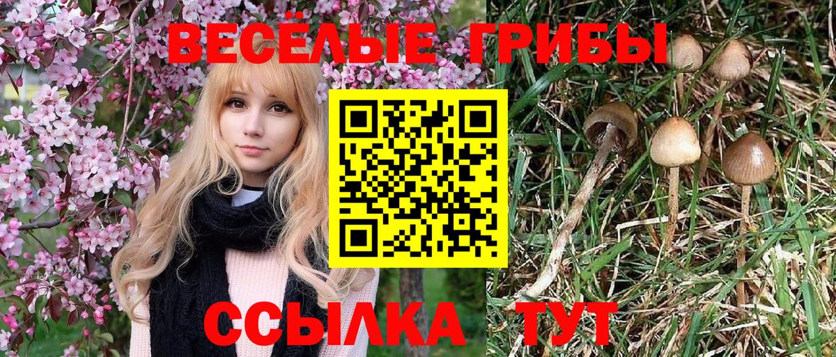 Сосновый Бор  закладки  Вход с VPN  Галлюциногенные грибы Psilocybine cubensis 